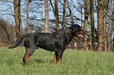 ROTTWEILER 558